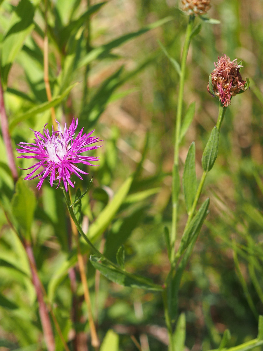Wiesen-Flockenblume (Centaurea jacea) – Produktbild, heimische Wildpflanze, Stauden, naturnaher Garten