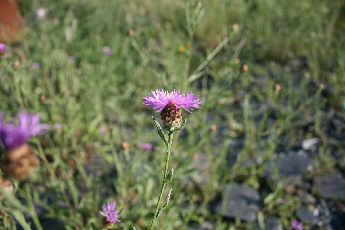 Ungarische Flockenblume (Centaurea pannonica) – Produktbild, heimische Wildpflanze, Stauden, naturnaher Garten