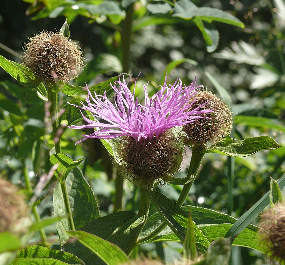 Perücken-Flockenblume (Centaurea pseudophrygia) – Produktbild, heimische Wildpflanze, Stauden, naturnaher Garten