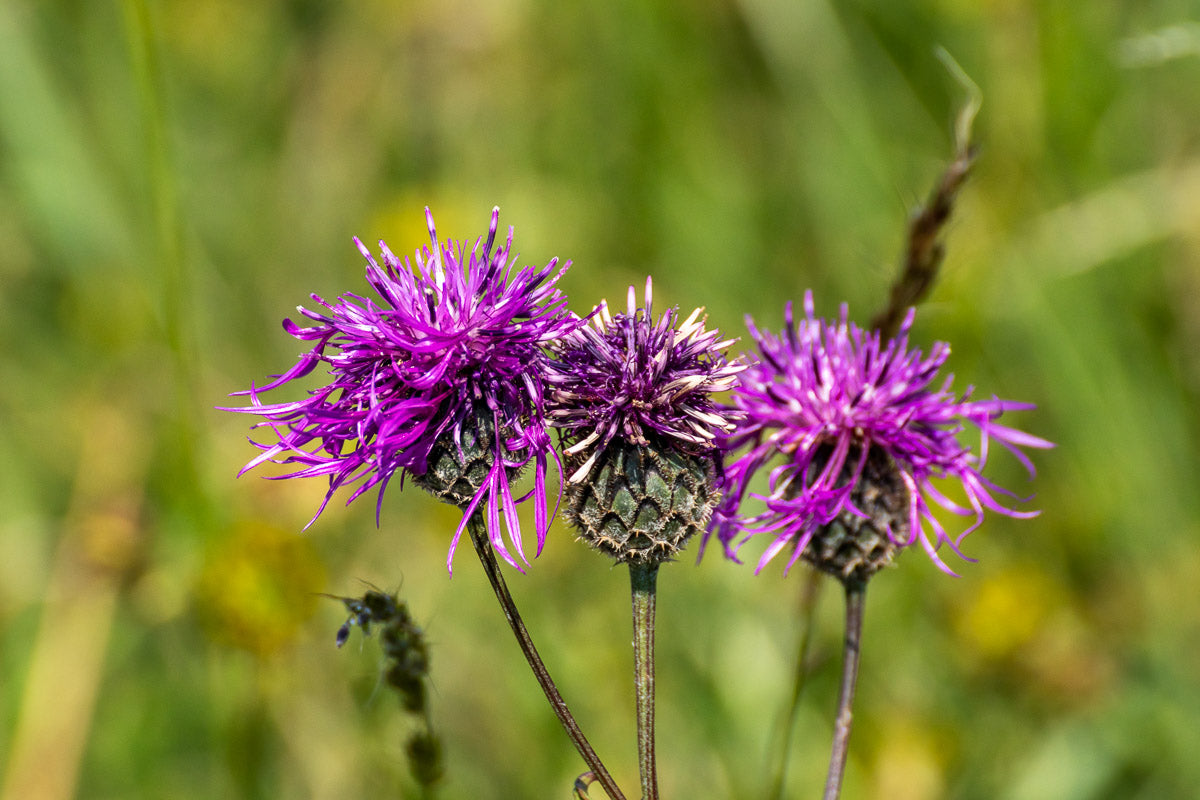 Skabiosen Flockenblume (Centaurea scabiosa) – Produktbild, heimische Wildpflanze, Stauden, naturnaher Garten