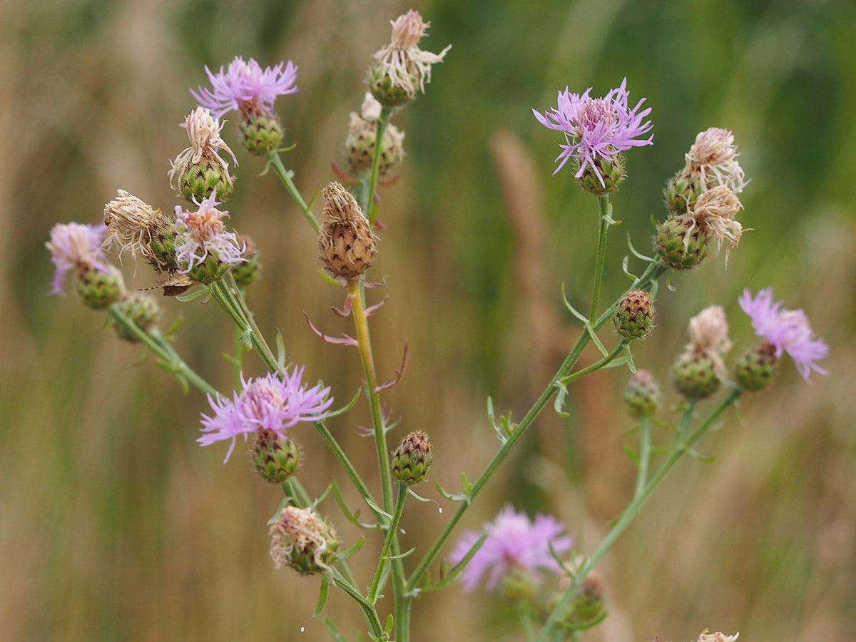 Rispen-Flockenblume (Centaurea stoebe ) – Produktbild, heimische Wildpflanze, Saatgut, naturnaher Garten