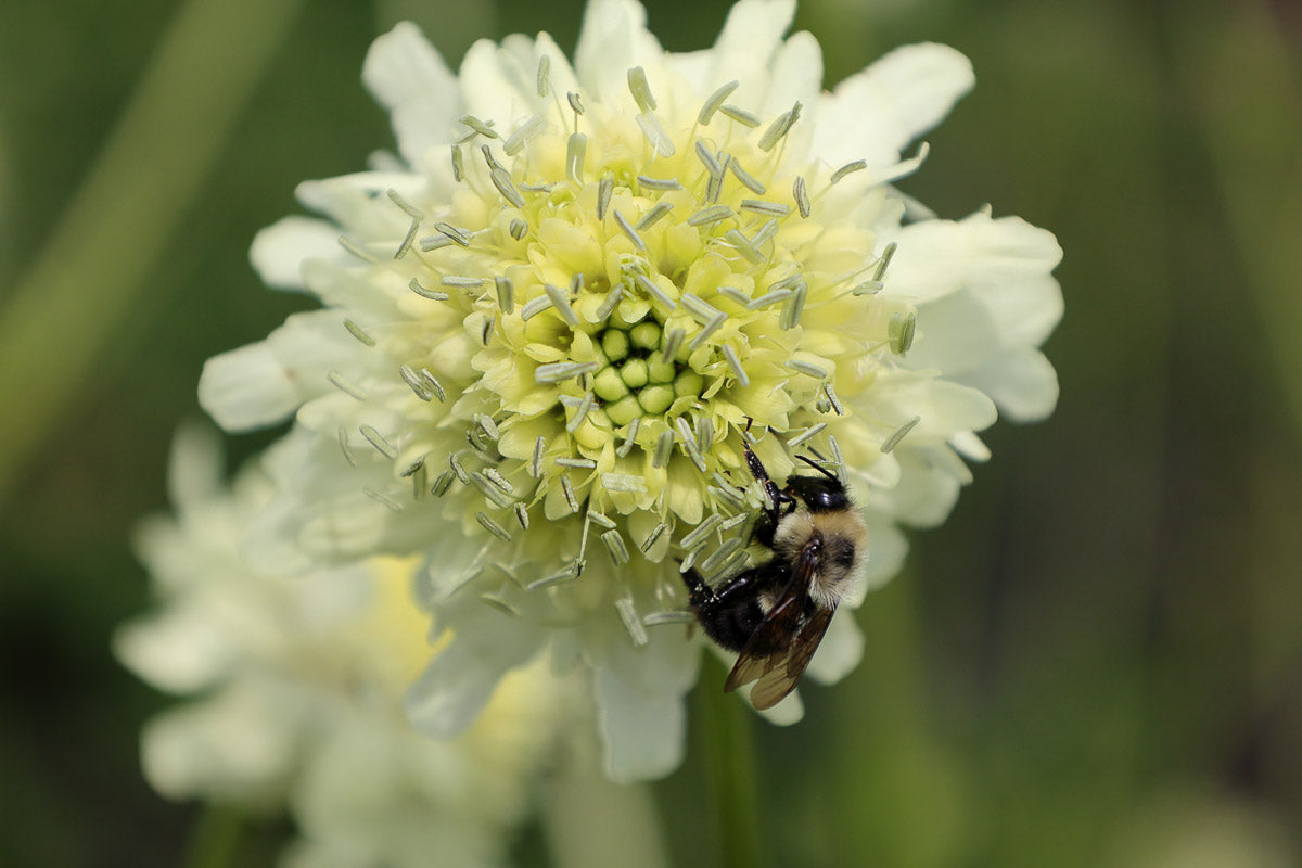 Alpen-Schuppenkopf (Cephalaria alpina) – Produktbild, heimische Wildpflanze, Stauden, naturnaher Garten