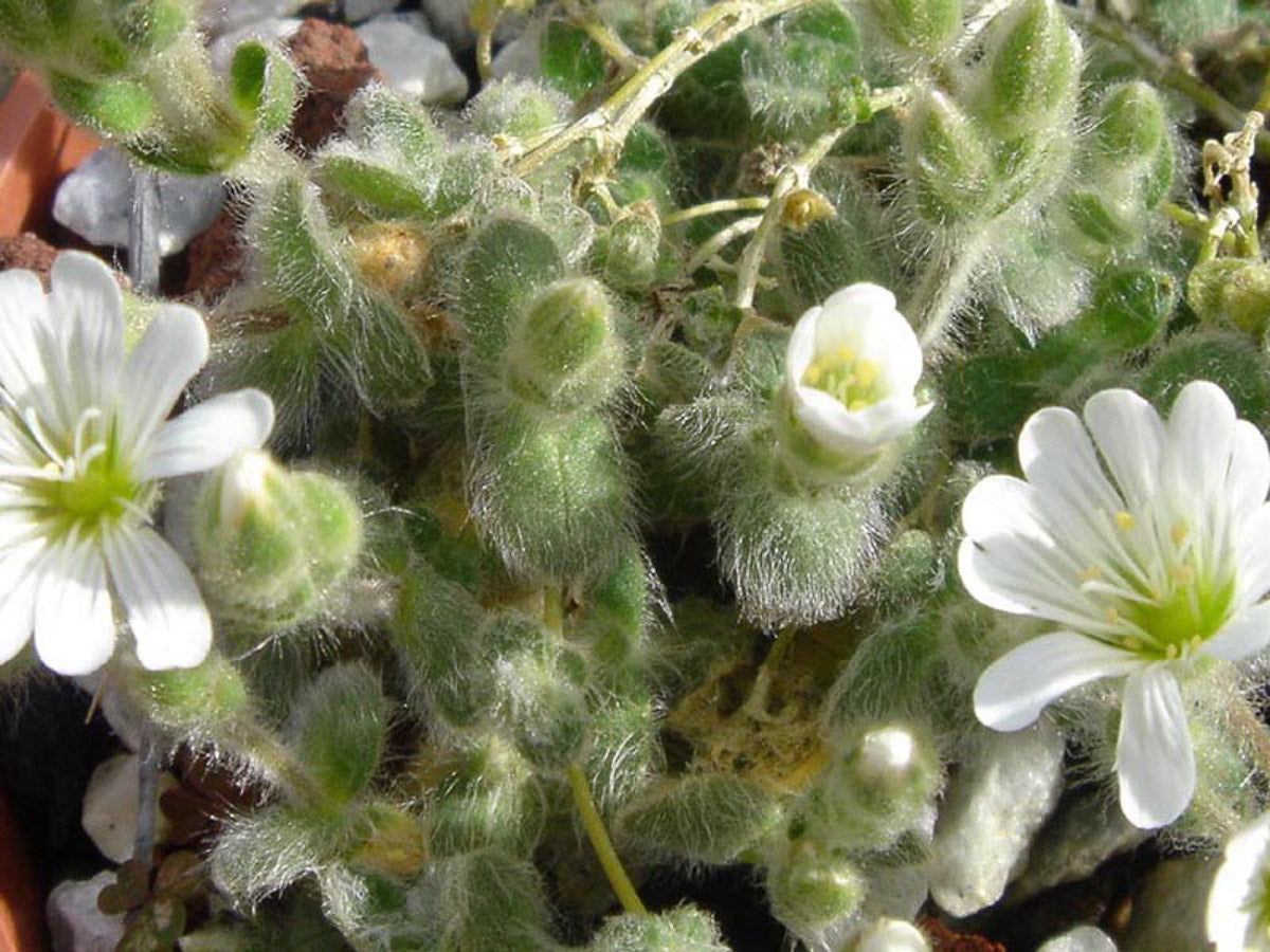 Wolliges Alpen-Hornkraut (Cerastium alpinum lanatum) – Produktbild, heimische Wildpflanze, Stauden, naturnaher Garten