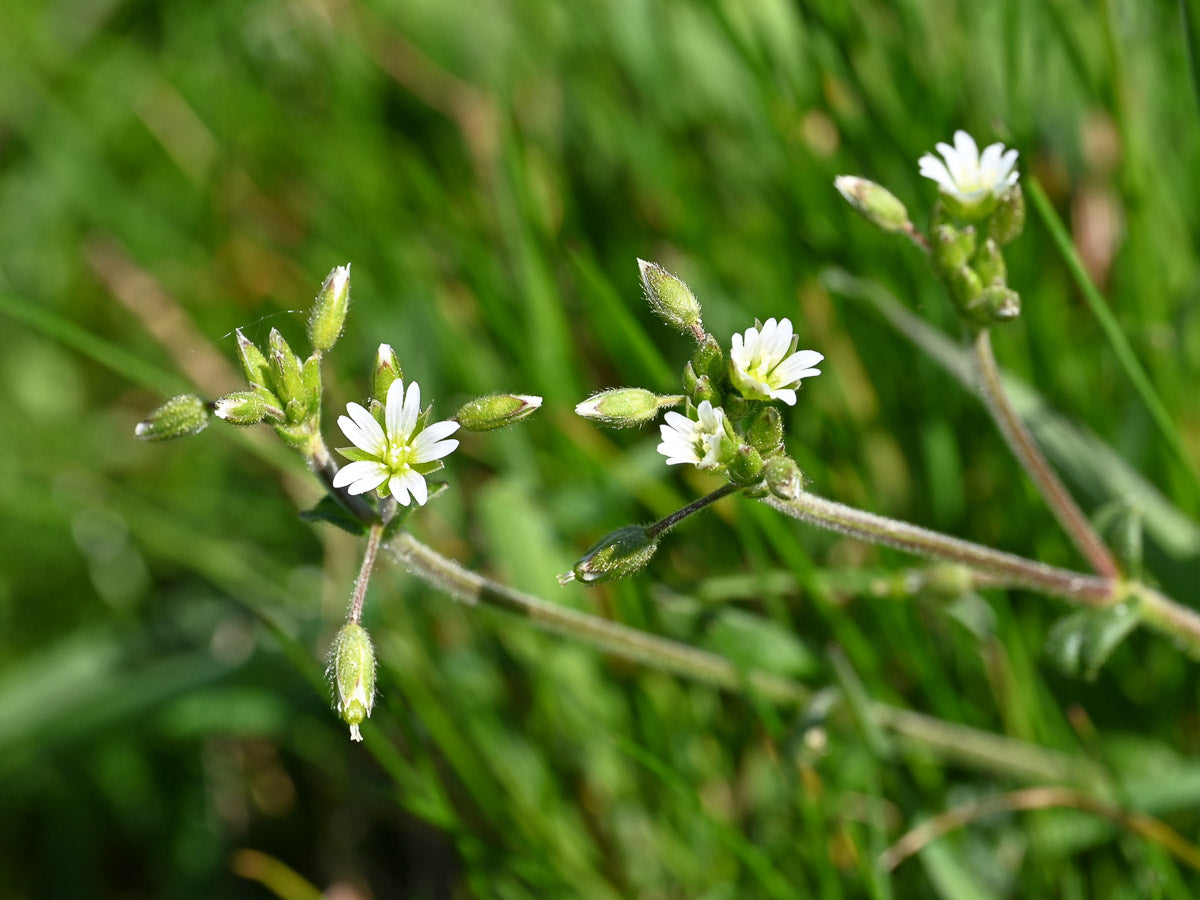 Quellen-Hornkraut (Cerastium holosteoides) – Produktbild, heimische Wildpflanze, Stauden, naturnaher Garten