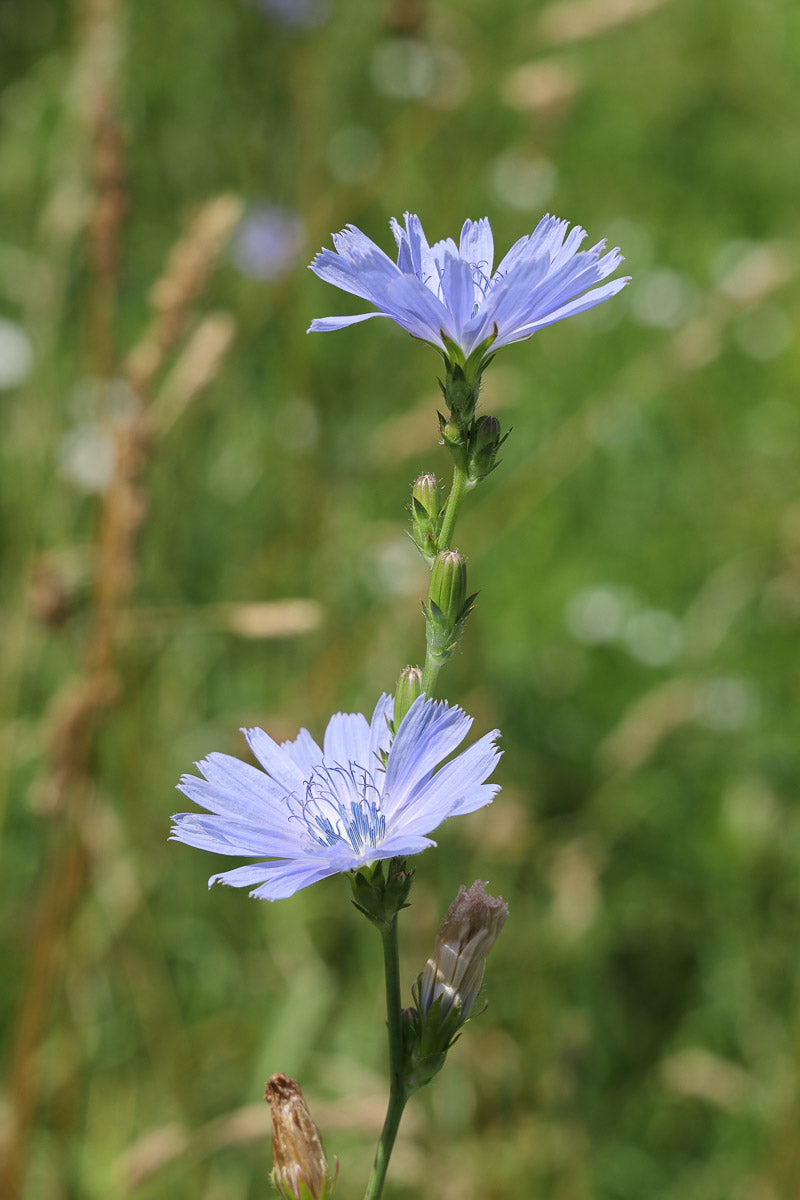 Wegwarte (Cichorium intybus) – Produktbild, heimische Wildpflanze, Stauden, naturnaher Garten