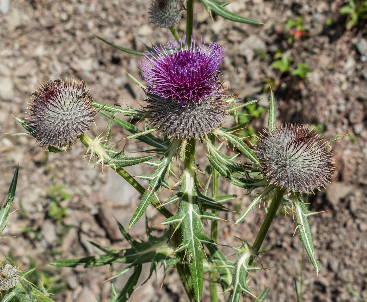 Wollkopf-Kratzdistel (Cirsium eriophorum) – Produktbild, heimische Wildpflanze, Stauden, naturnaher Garten