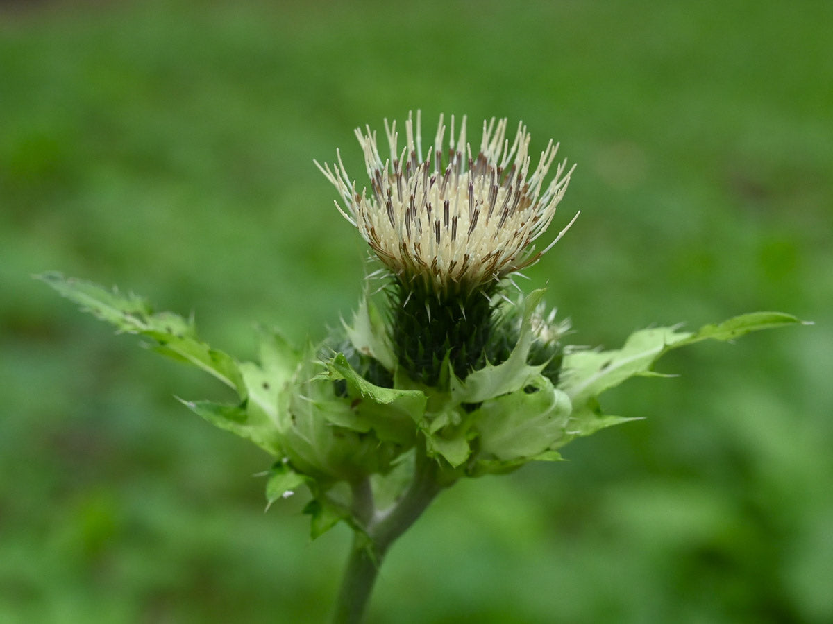 Kohldistel (Cirsium oleraceum) – Produktbild, heimische Wildpflanze, Stauden, naturnaher Garten