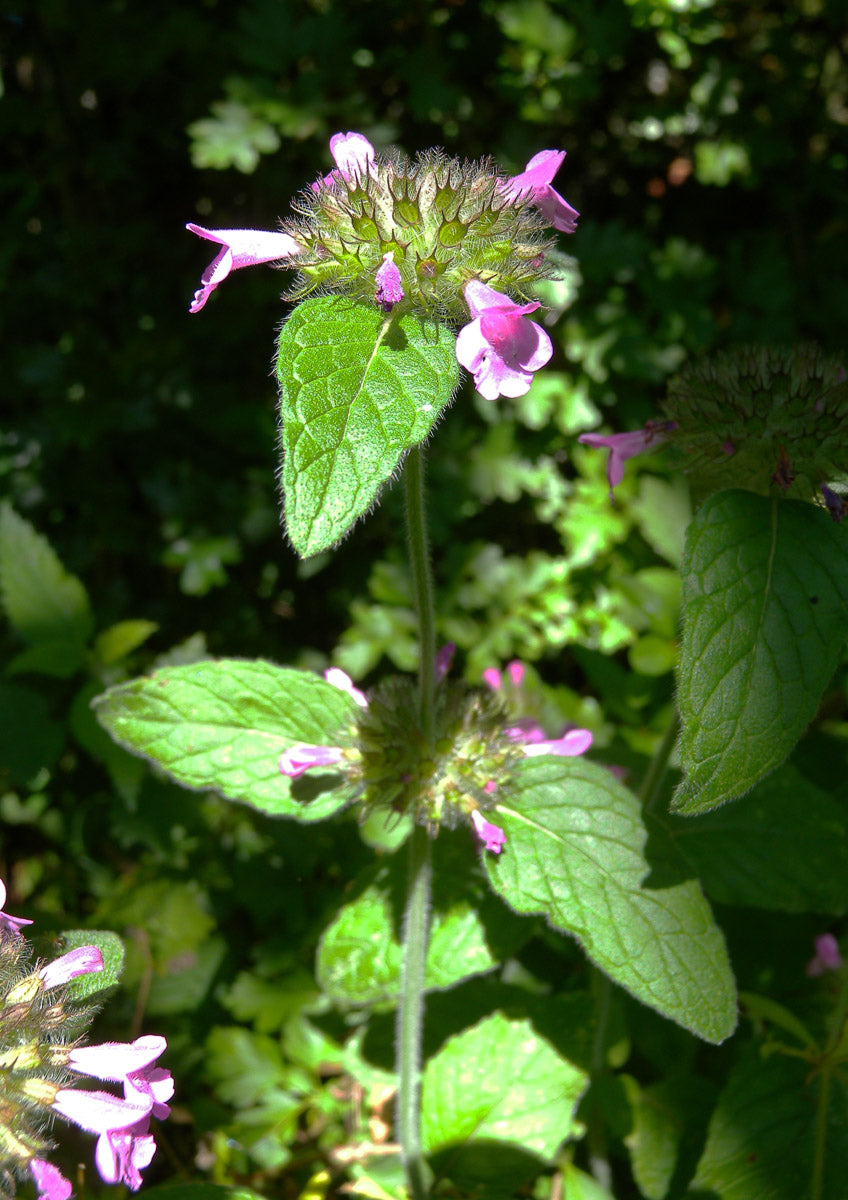 Wirbeldost (Clinopodium vulgare) – Produktbild, heimische Wildpflanze, Stauden, naturnaher Garten