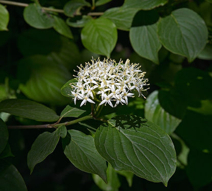 Roter Hartriegel (Cornus sanguinea) – Produktbild, heimische Wildpflanze, Gehölze, naturnaher Garten