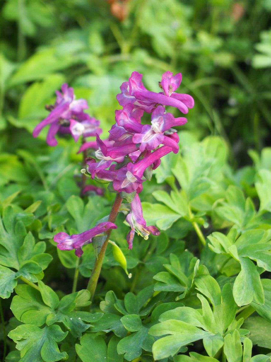 Hohler Lerchensporn (Corydalis cava) – Produktbild, heimische Wildpflanze, Stauden, naturnaher Garten