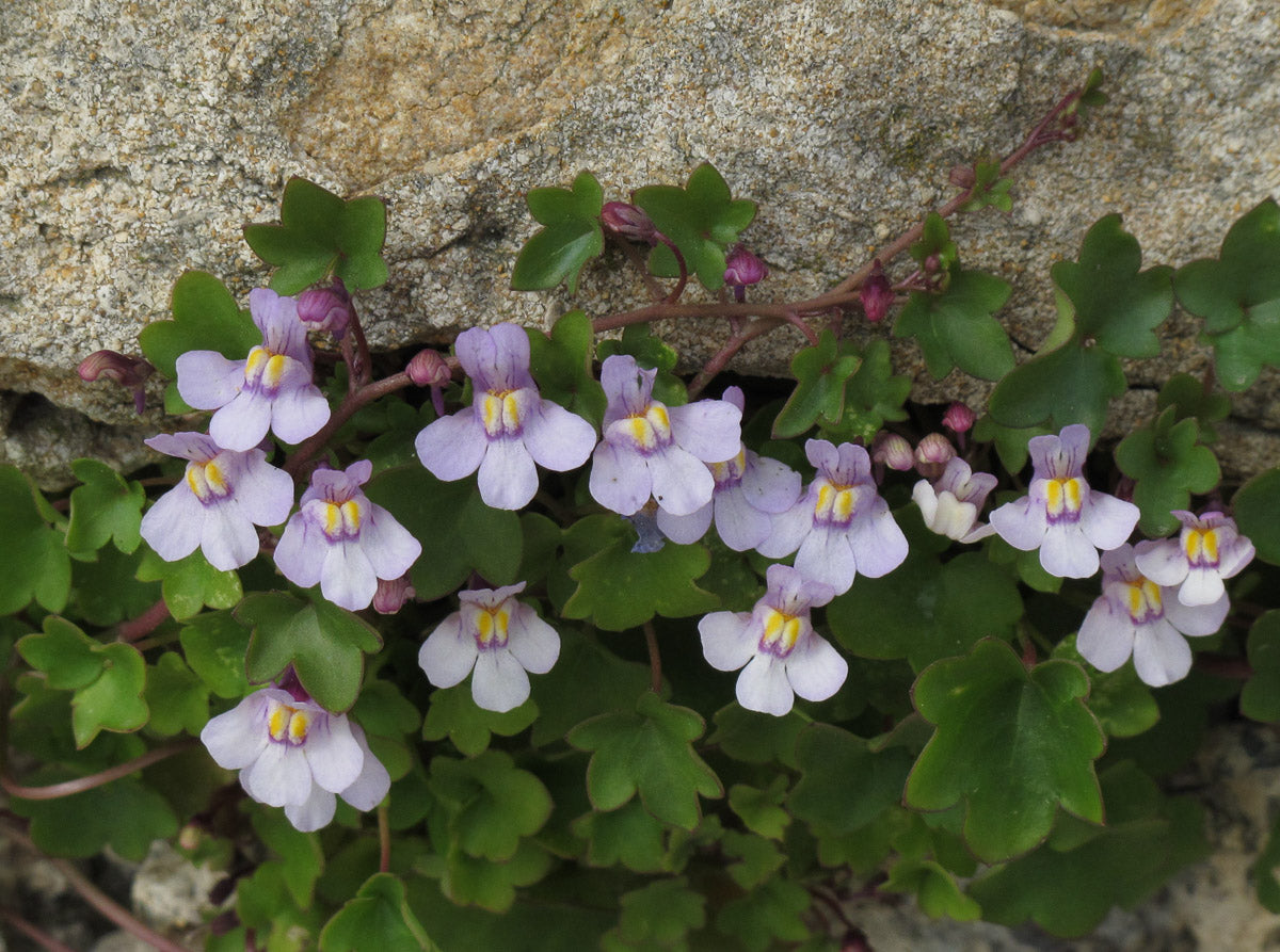 Mauer-Zimbelkraut (Cymbalaria muralis) – Produktbild, heimische Wildpflanze, Stauden, naturnaher Garten