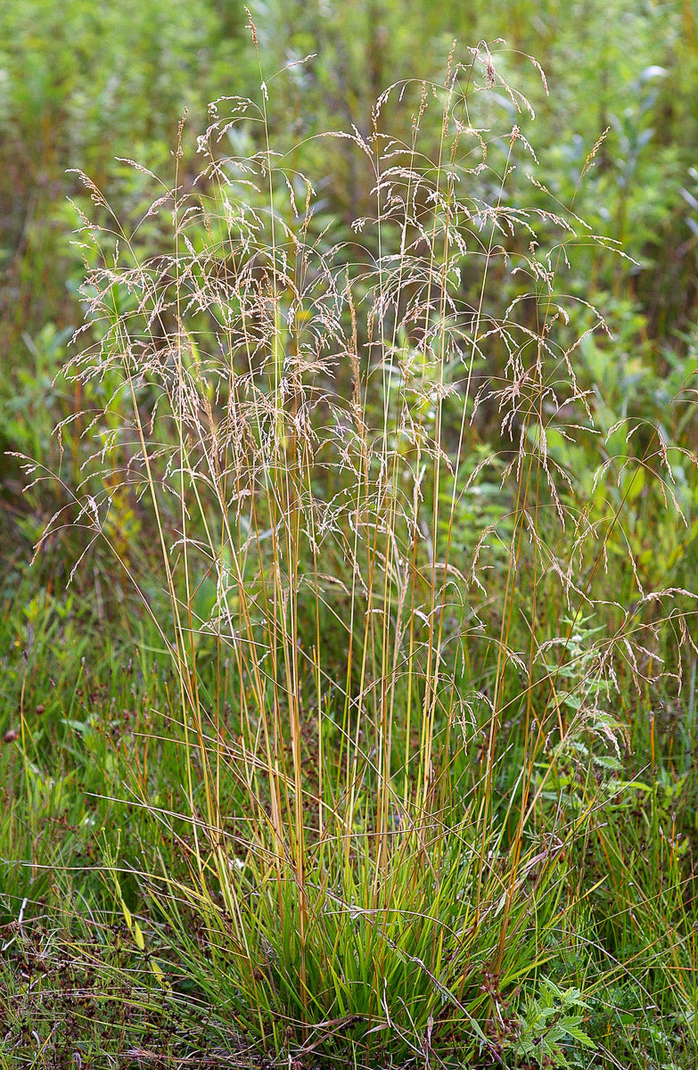Rasen-Schmiele (Deschampsia cespitosa) – Produktbild, heimische Wildpflanze, Stauden, naturnaher Garten