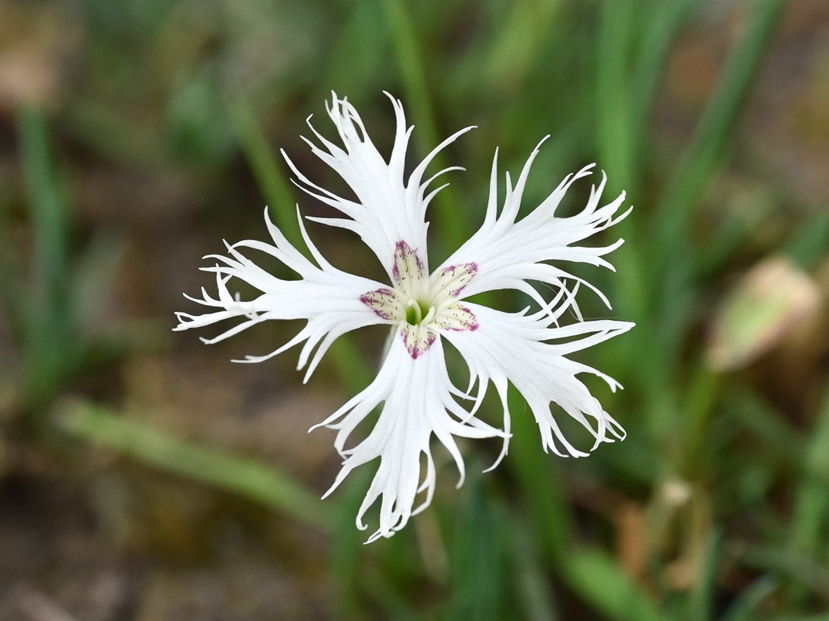 Sand-Nelke (Dianthus arenarius) – Produktbild, heimische Wildpflanze, Stauden, naturnaher Garten