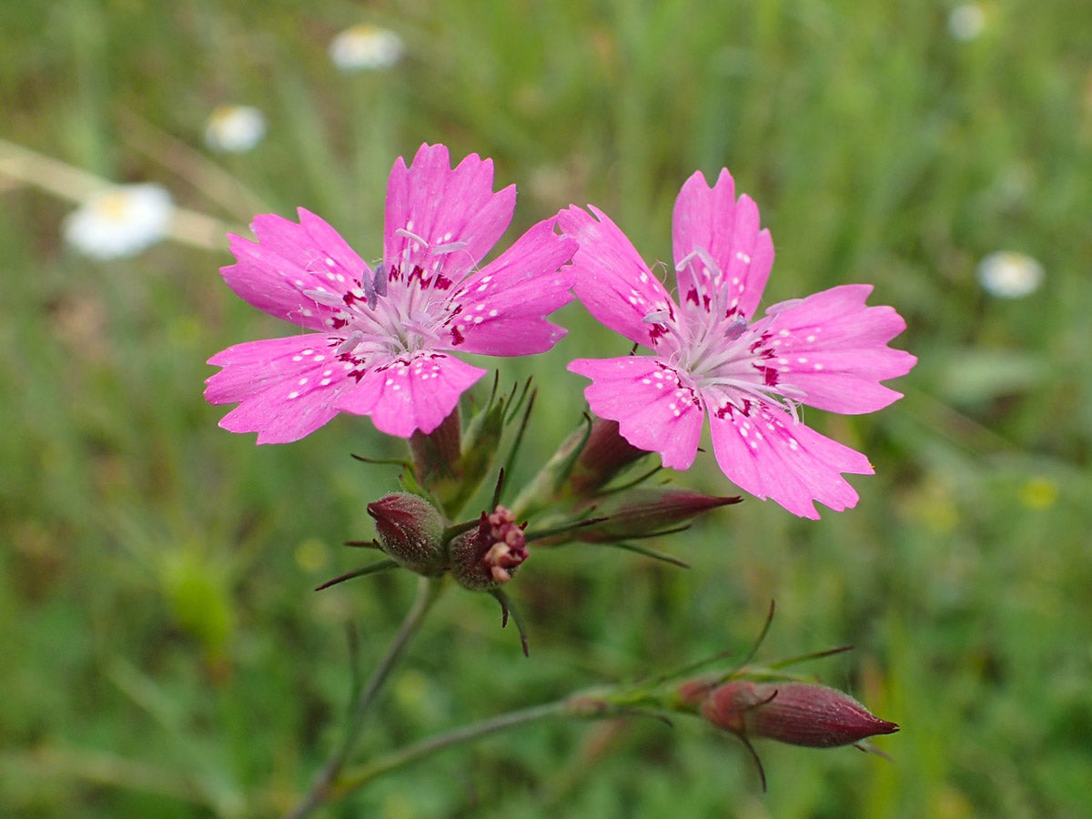 Raue Nelke (Dianthus armeria) – Produktbild, heimische Wildpflanze, Stauden, naturnaher Garten