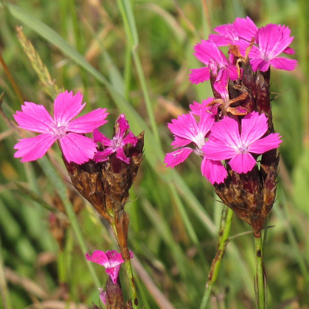 Karthäuser Nelke (Dianthus carthusianorum) – Produktbild, heimische Wildpflanze, Stauden, naturnaher Garten
