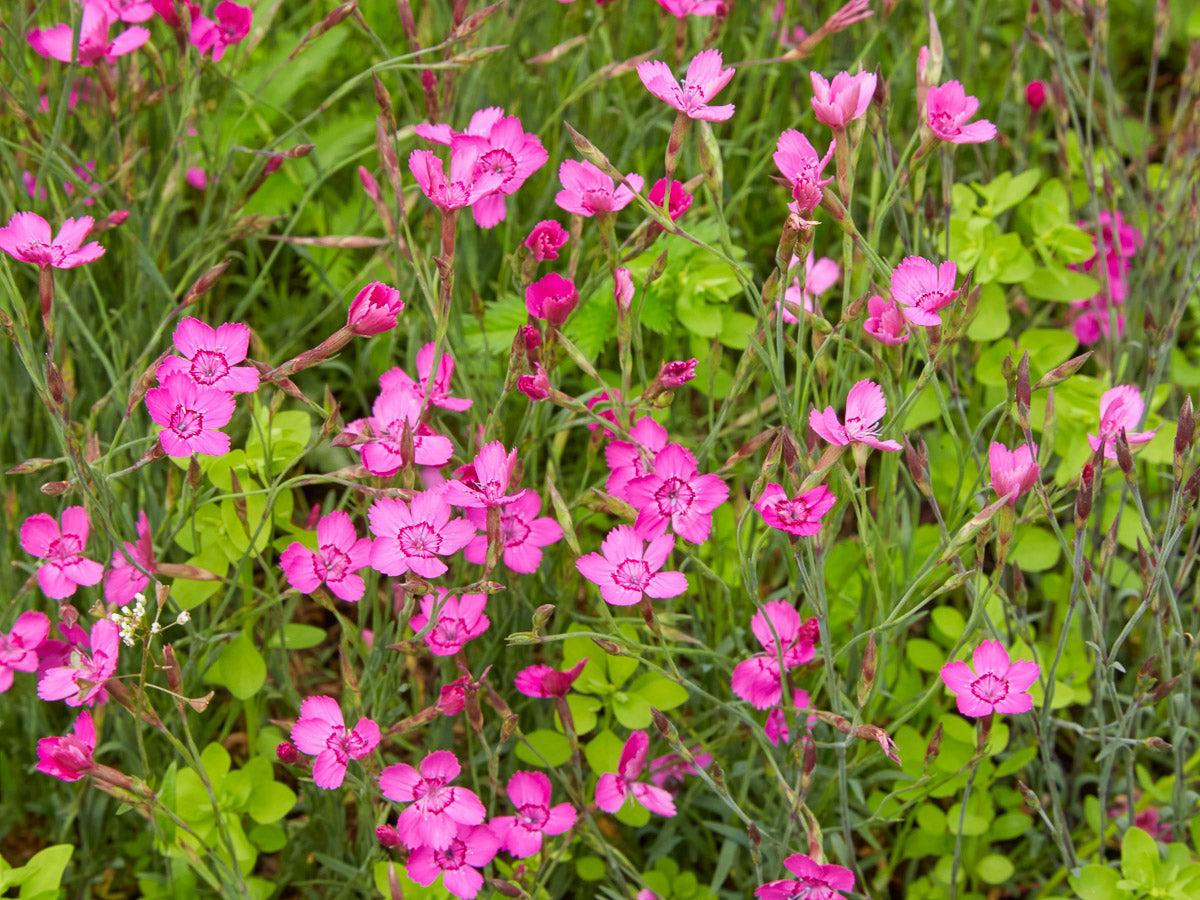 Heide- Nelke (Dianthus deltoides) – Produktbild, heimische Wildpflanze, Stauden, naturnaher Garten