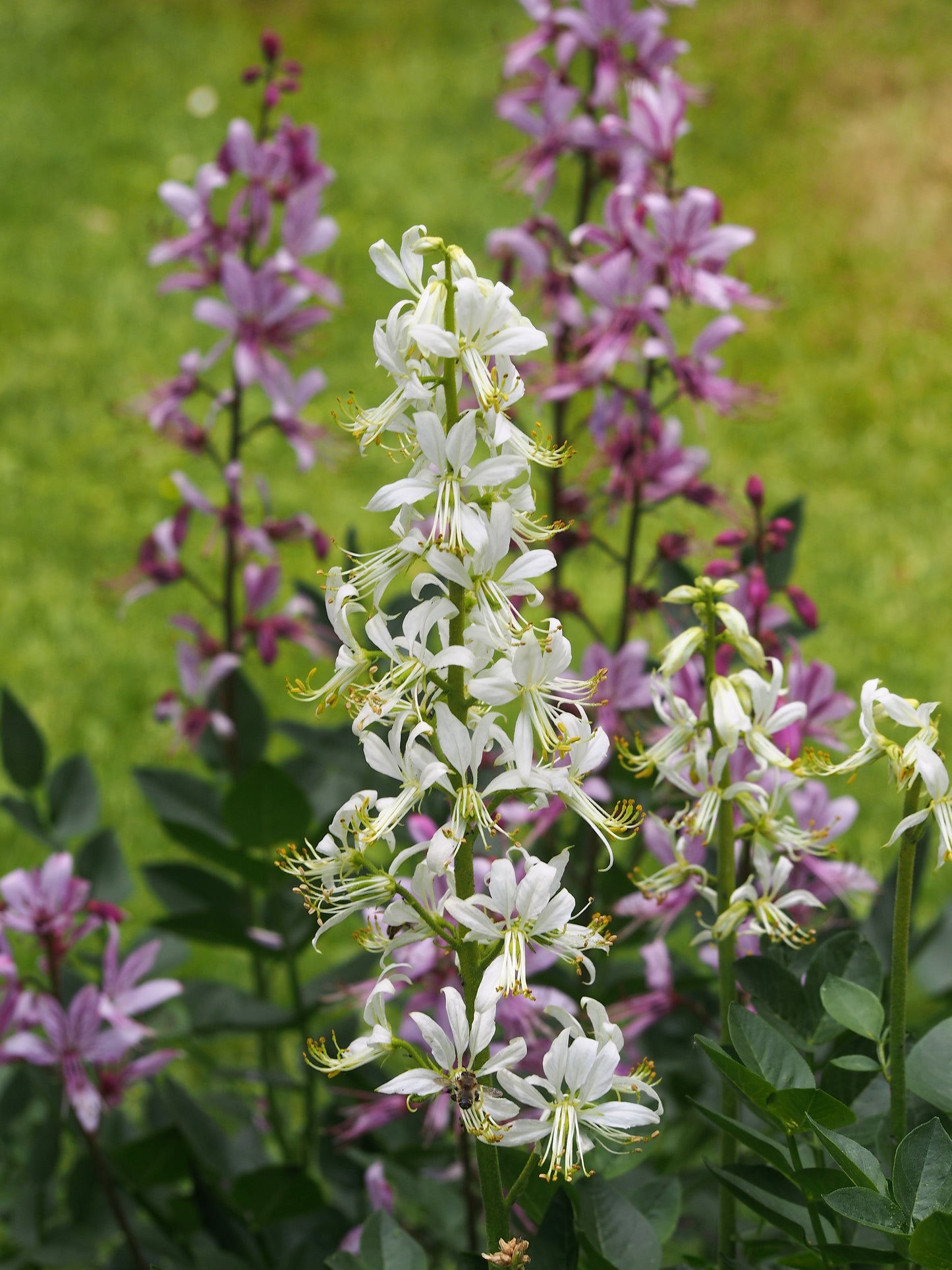 Dictamnus albus / Diptam Produkt – Produktbild, heimische Wildpflanze, Stauden, naturnaher Garten