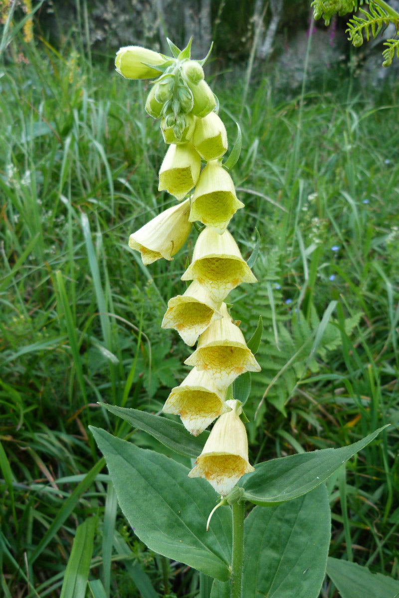 Großblütiger Fingerhut (Digitalis grandiflora) – Produktbild, heimische Wildpflanze, Stauden, naturnaher Garten