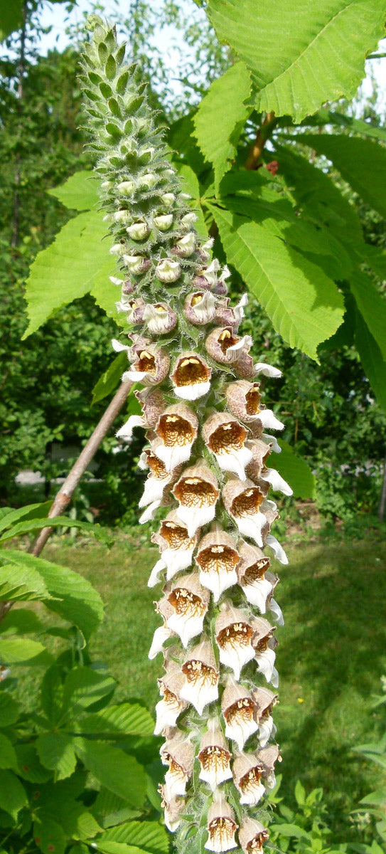 Wolligr Fingerhut (Digitalis lanata [Cafe Creme]) – Produktbild, heimische Wildpflanze, Stauden, naturnaher Garten