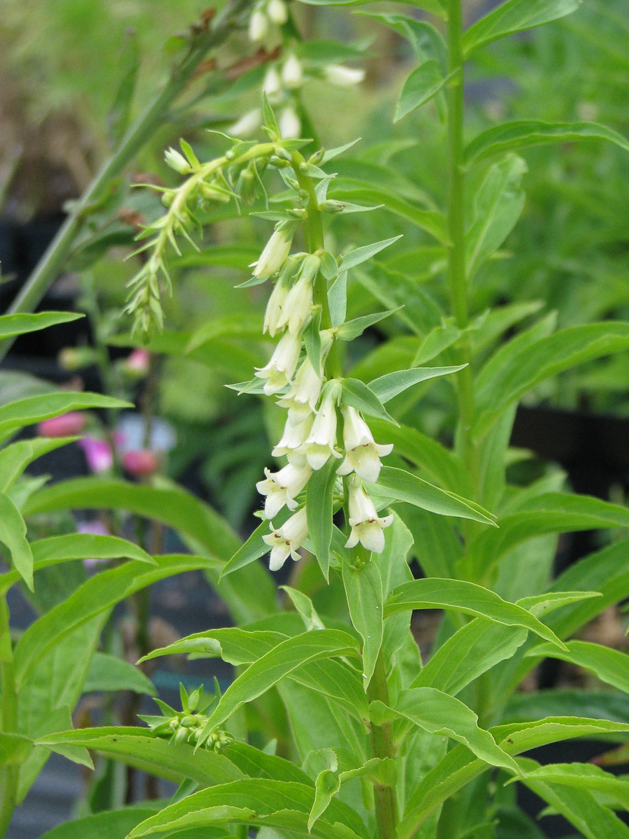 Gelber Fingerhut (Digitalis lutea) – Produktbild, heimische Wildpflanze, Stauden, naturnaher Garten