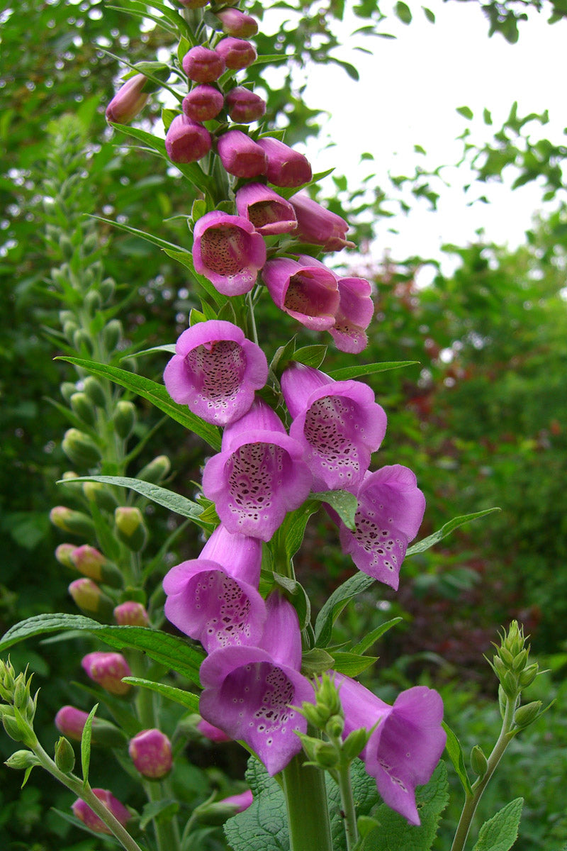 Roter Fingerhut (Digitalis purpurea) – Produktbild, heimische Wildpflanze, Stauden, naturnaher Garten