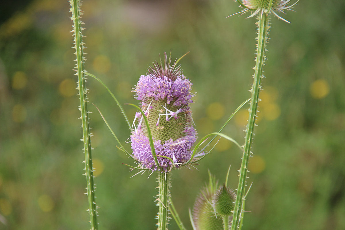Wilde Karde (Dipsacus fullonum) – Produktbild, heimische Wildpflanze, Stauden, naturnaher Garten