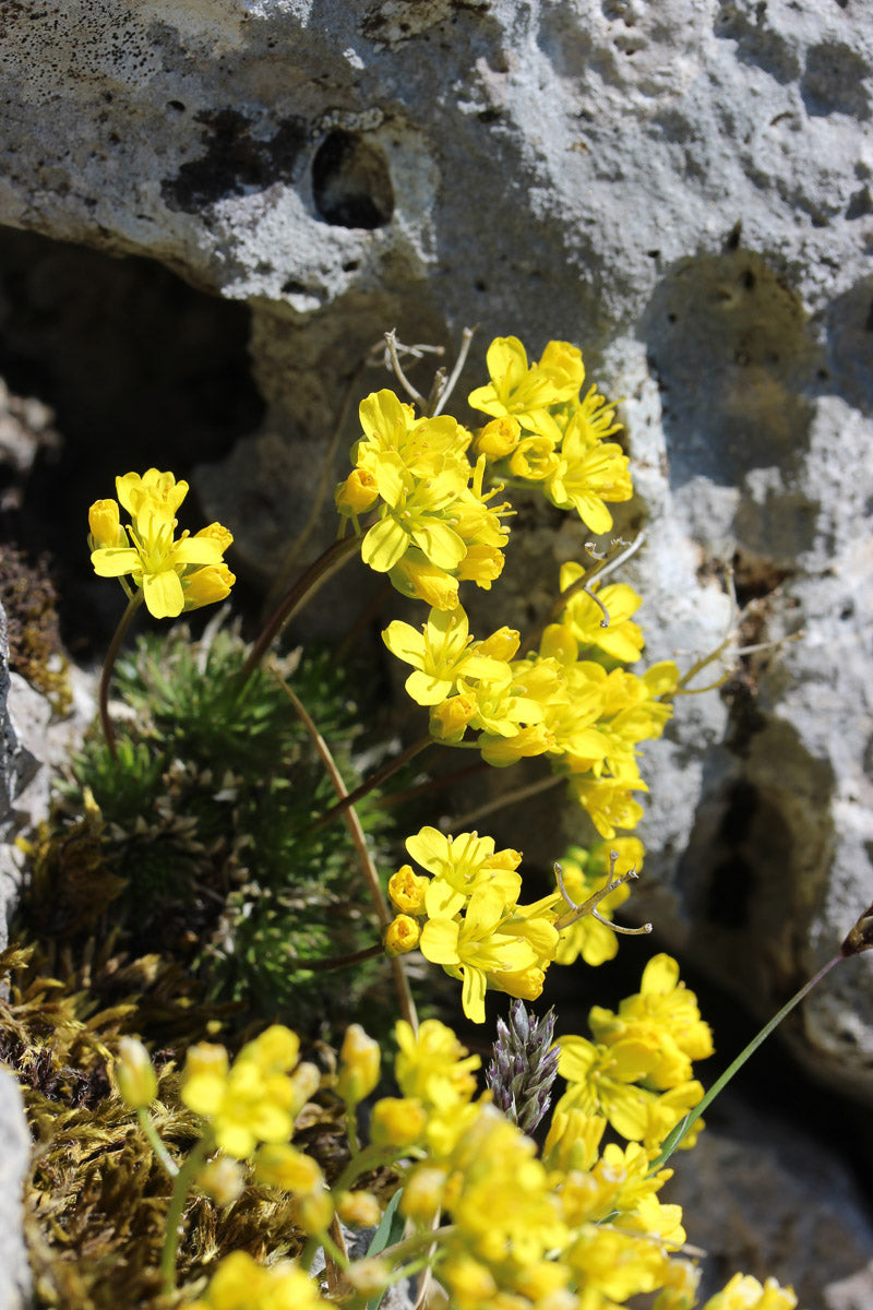 Immergrünes Felsenblümchen (Draba aizoides) – Produktbild, heimische Wildpflanze, Stauden, naturnaher Garten