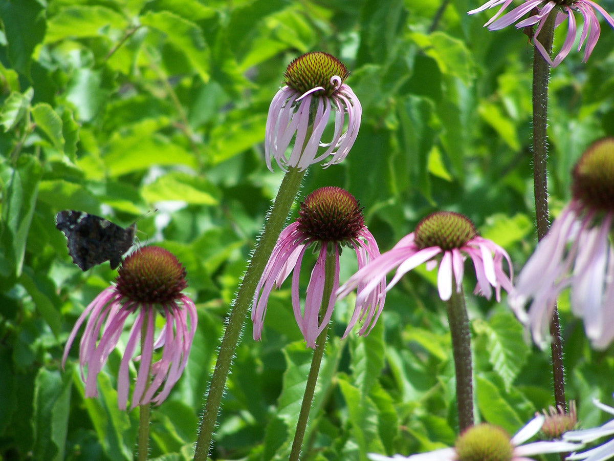 Prärie-Igelkopf (Echinacea pallida) – Produktbild, heimische Wildpflanze, Stauden, naturnaher Garten