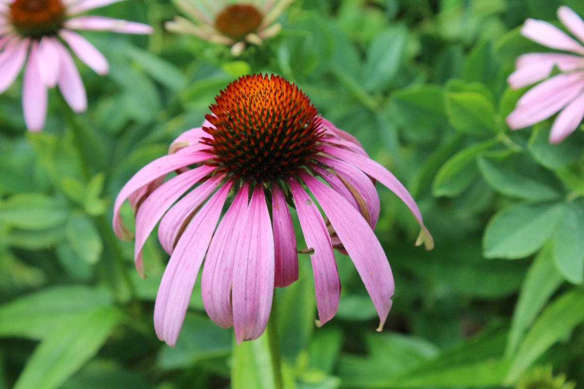 Purpur-Sonnenhut (Echinacea purpurea) – Produktbild, heimische Wildpflanze, Stauden, naturnaher Garten