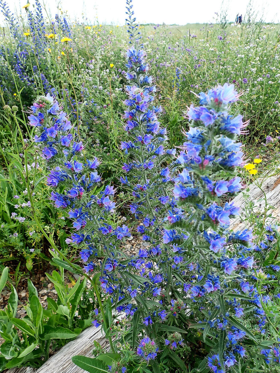 Gewöhnlicher Natternkopf (Echium vulgare) – Produktbild, heimische Wildpflanze, Stauden, naturnaher Garten