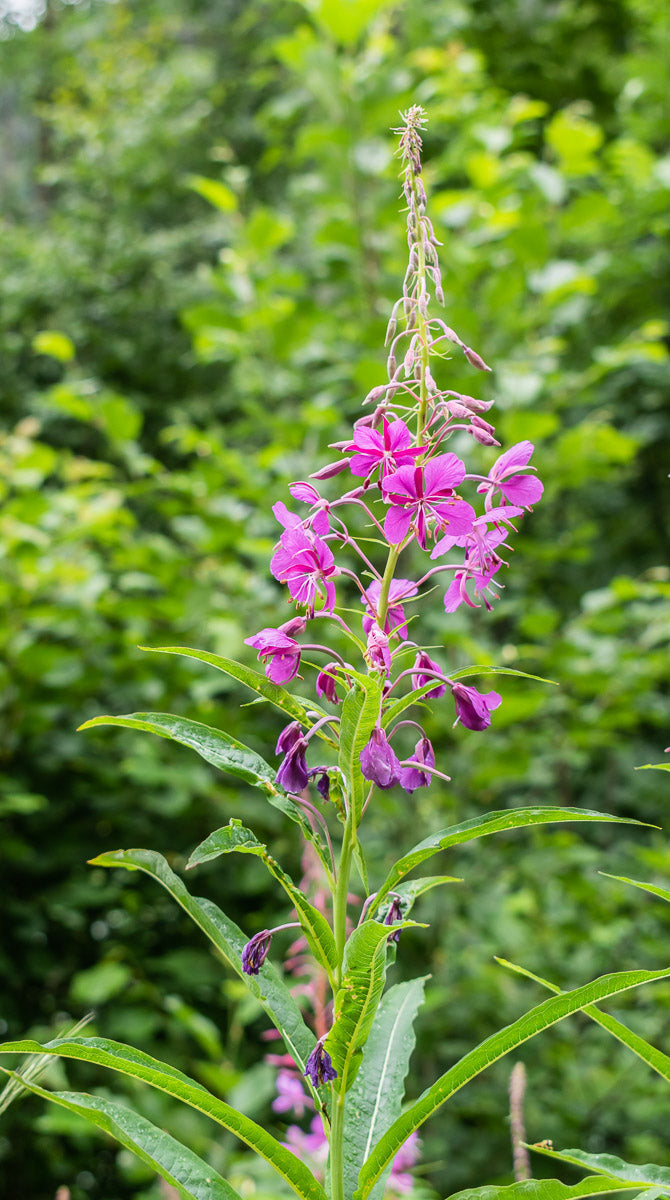 Schmalblättriges Weidenröschen (Epilobium angustifolium) – Produktbild, heimische Wildpflanze, Stauden, naturnaher Garten