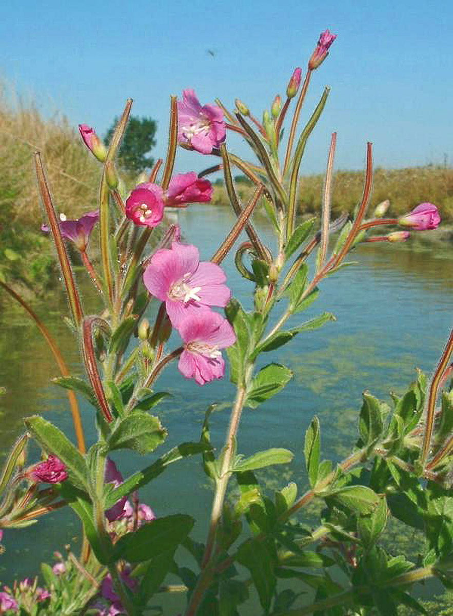 Behaartes Weidenröschen (Epilobium hirsutum) – Produktbild, heimische Wildpflanze, Stauden, naturnaher Garten