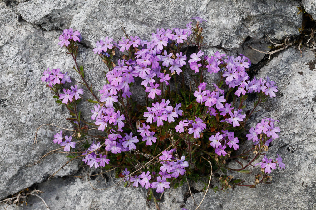 Alpenbalsam (Erinus alpinus) – Produktbild, heimische Wildpflanze, Stauden, naturnaher Garten