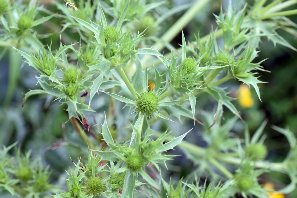 Feld-Mannstreu (Eryngium campestre) – Produktbild, heimische Wildpflanze, Stauden, naturnaher Garten
