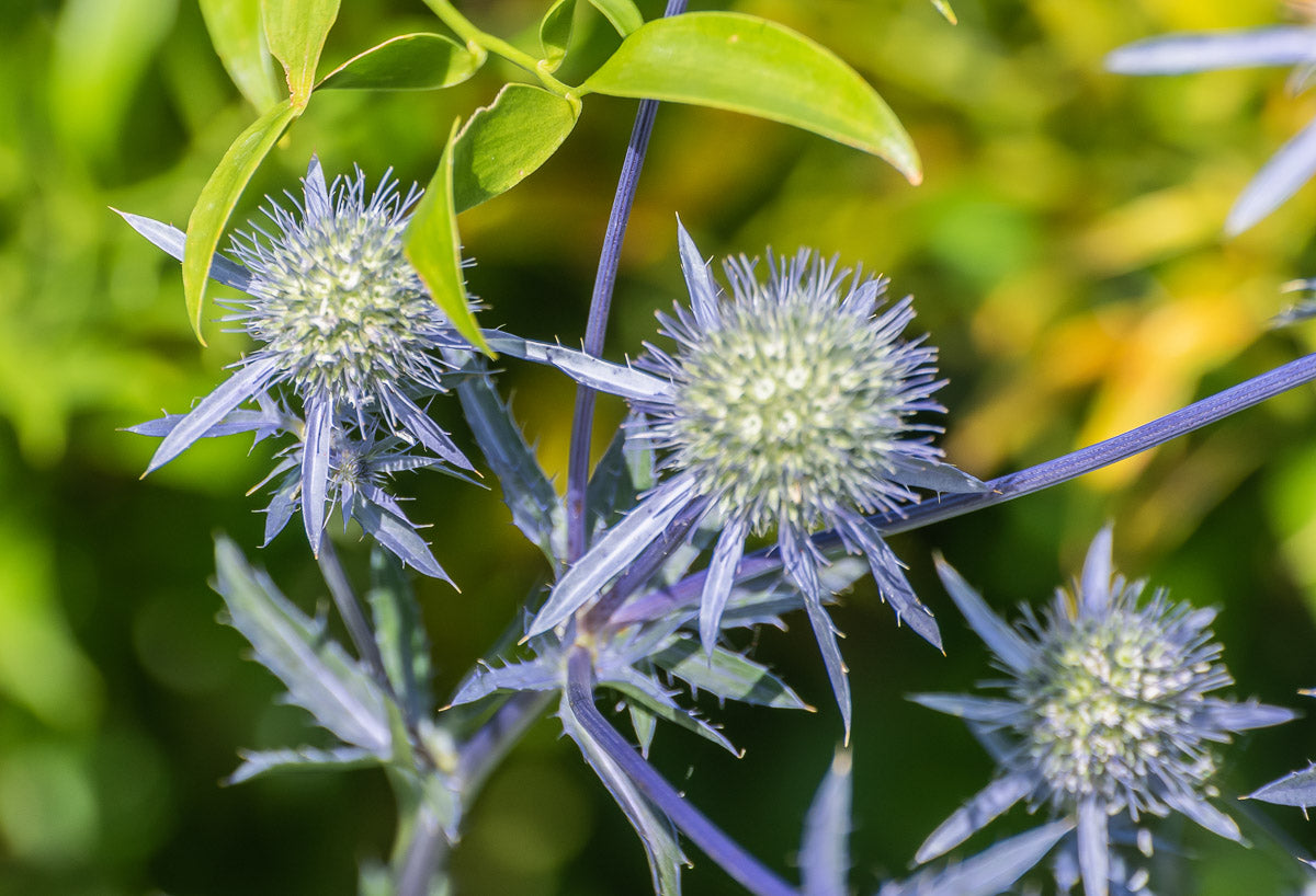 Flachblatt-Mannstreu (Eryngium planum) – Produktbild, heimische Wildpflanze, Stauden, naturnaher Garten