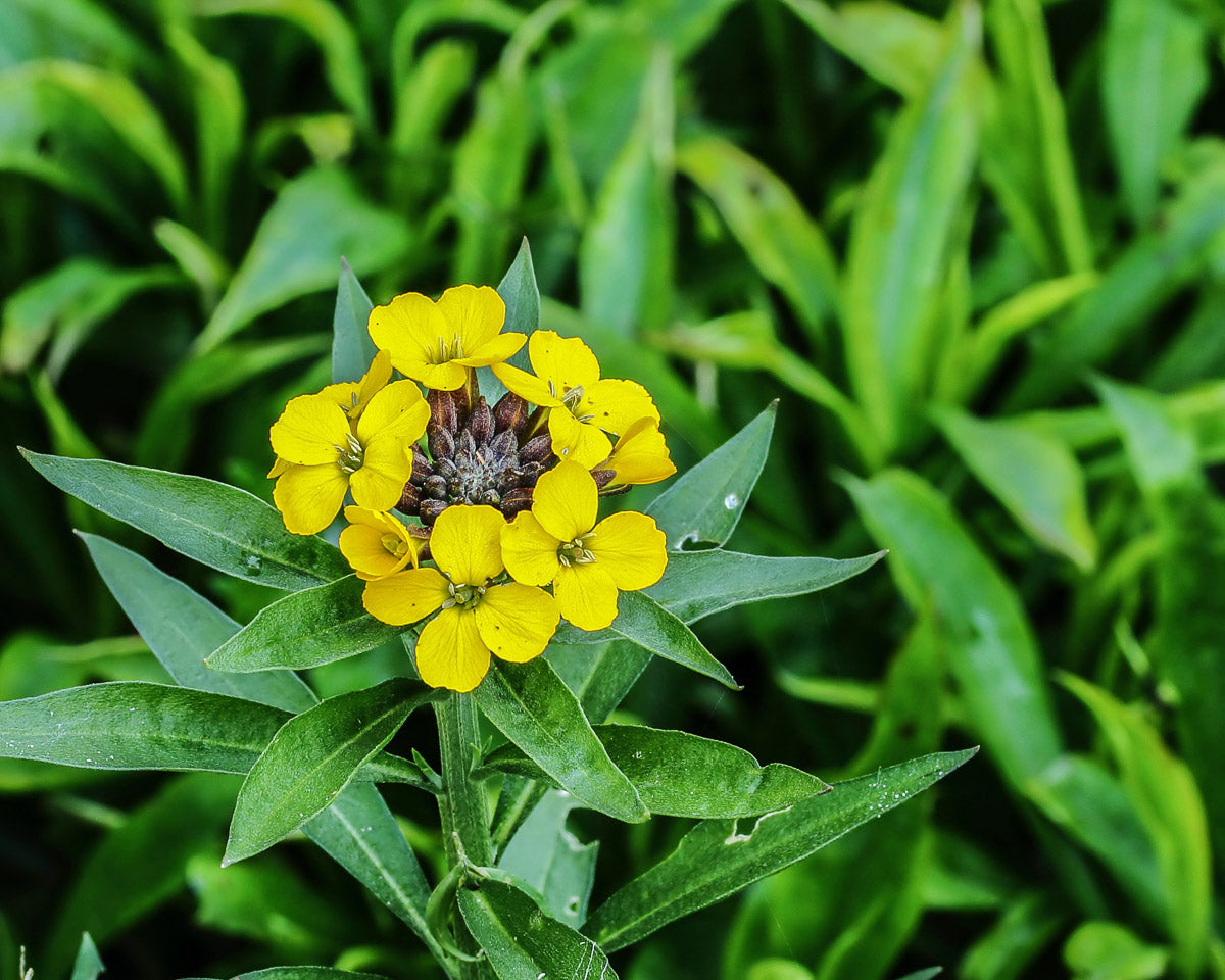 Goldlack (Erysimum helveticum) – Produktbild, heimische Wildpflanze, Stauden, naturnaher Garten