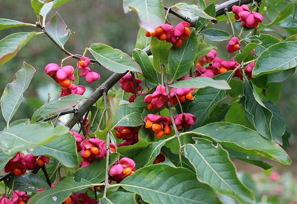 Pfaffenhütchen (Euonymus europaeus) – Produktbild, heimische Wildpflanze, Gehölze, naturnaher Garten