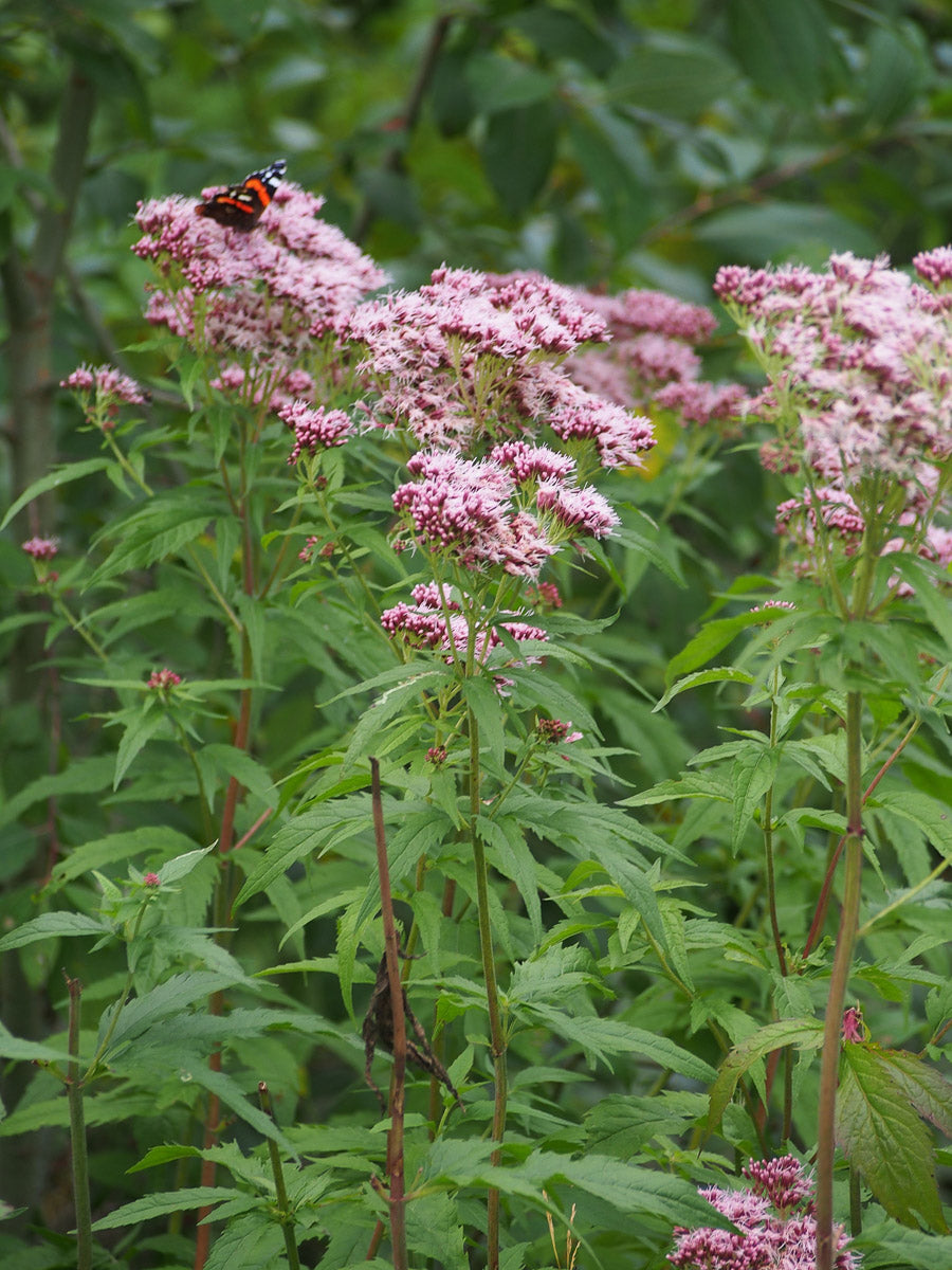 Gew. Wasserdost (Eupatorium cannabinum) – Produktbild, heimische Wildpflanze, Stauden, naturnaher Garten