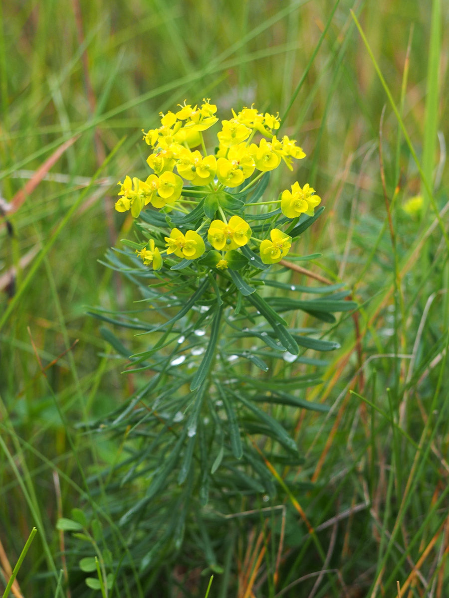 Zypressen-Wolfsmilch (Euphorbia cyparissias) – Produktbild, heimische Wildpflanze, Stauden, naturnaher Garten