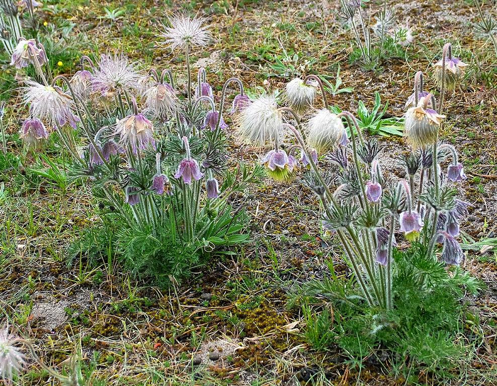 Pulsatilla pratensis / Wiesen-Kuhschelle