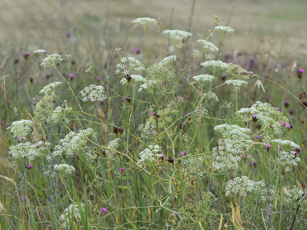 Sichelmöhre (Falcaria vulgaris) – Produktbild, heimische Wildpflanze, Stauden, naturnaher Garten