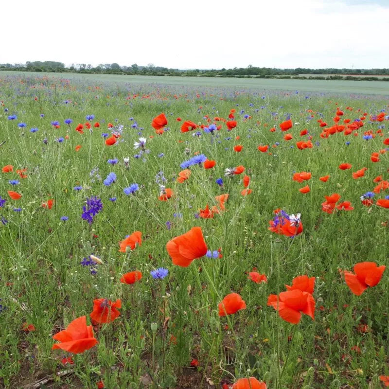 Feldblumenmischung Saatgutmischung – Produktbild, heimische Wildpflanze, Saatgutmischung, naturnaher Garten