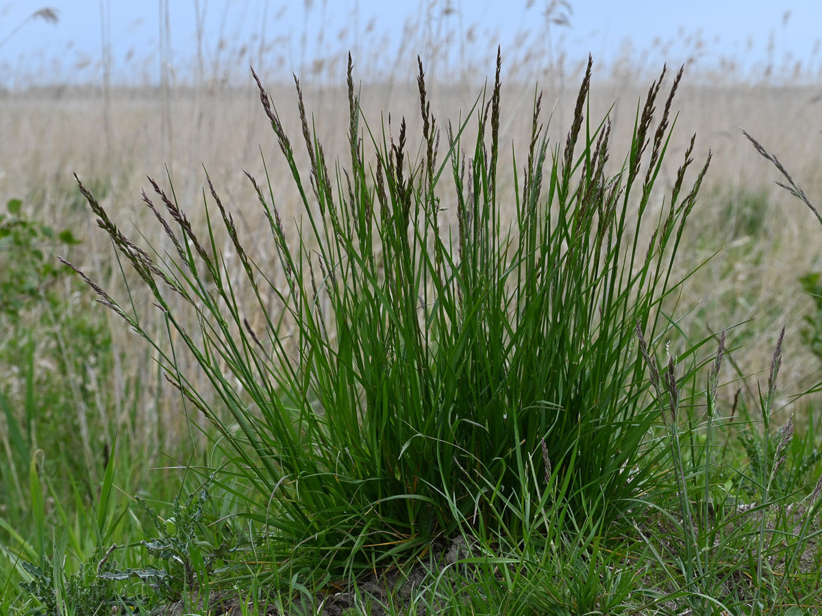 Rohr-Schwingel (Festuca arundinacea) – Produktbild, heimische Wildpflanze, Stauden, naturnaher Garten