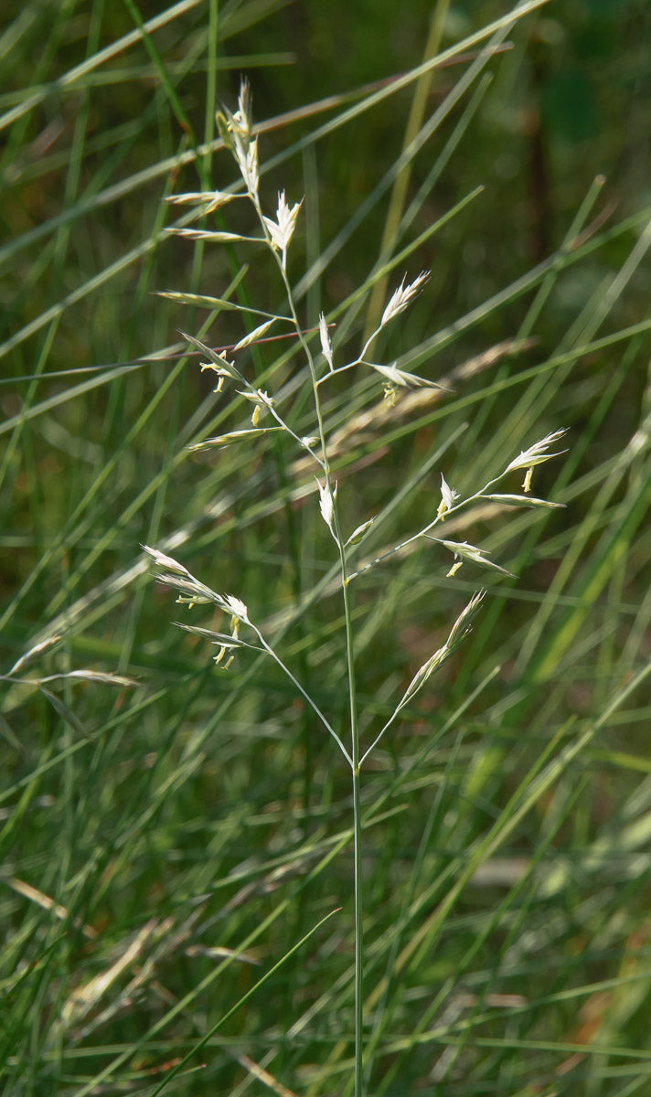 Schaf-Schwingel Rauhblättiger (Festuca brevipila) – Produktbild, heimische Wildpflanze, Stauden, naturnaher Garten