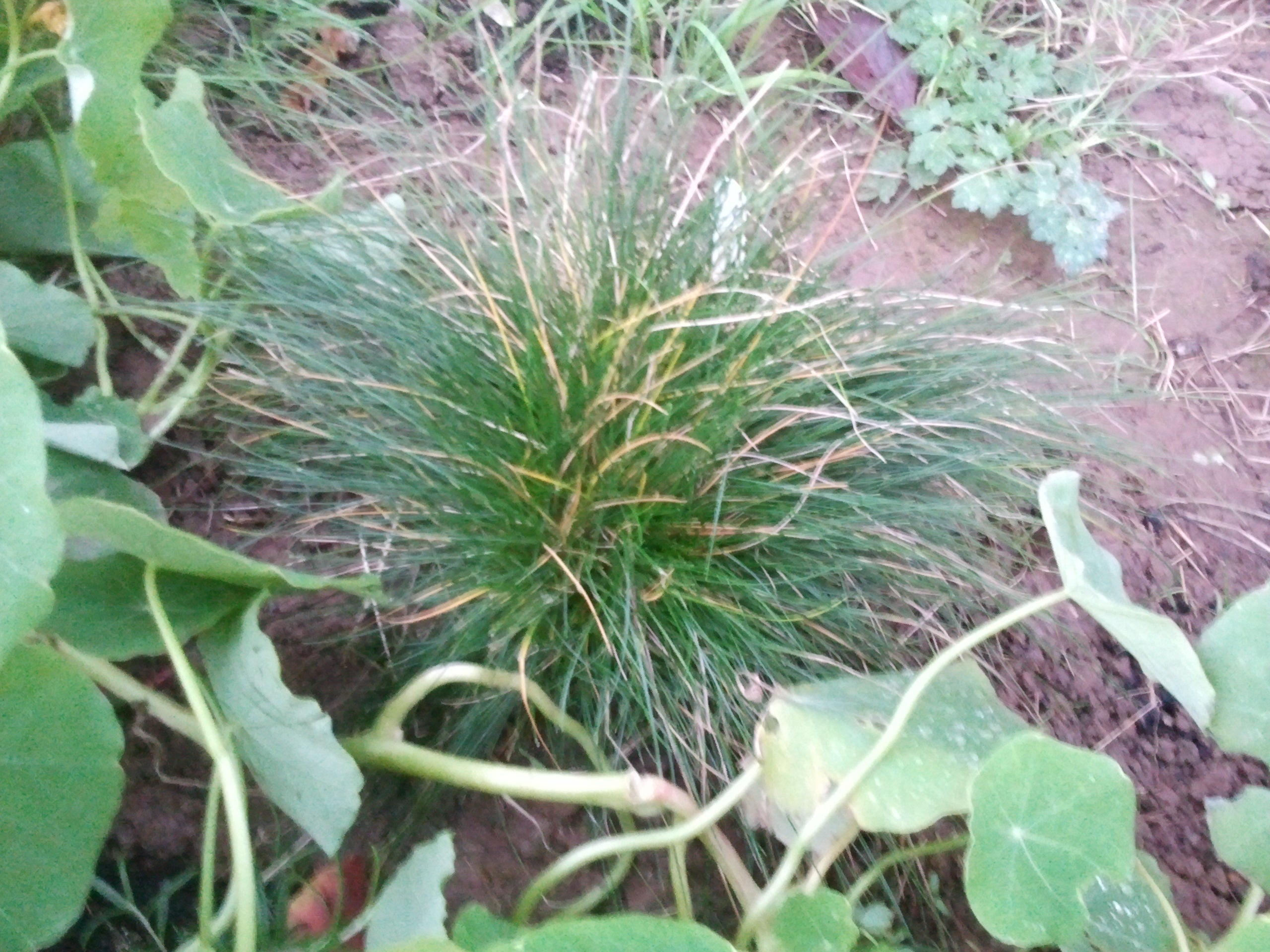 Festuca ovina / Schaf-schwingel Produkt – Produktbild, heimische Wildpflanze, Stauden, naturnaher Garten