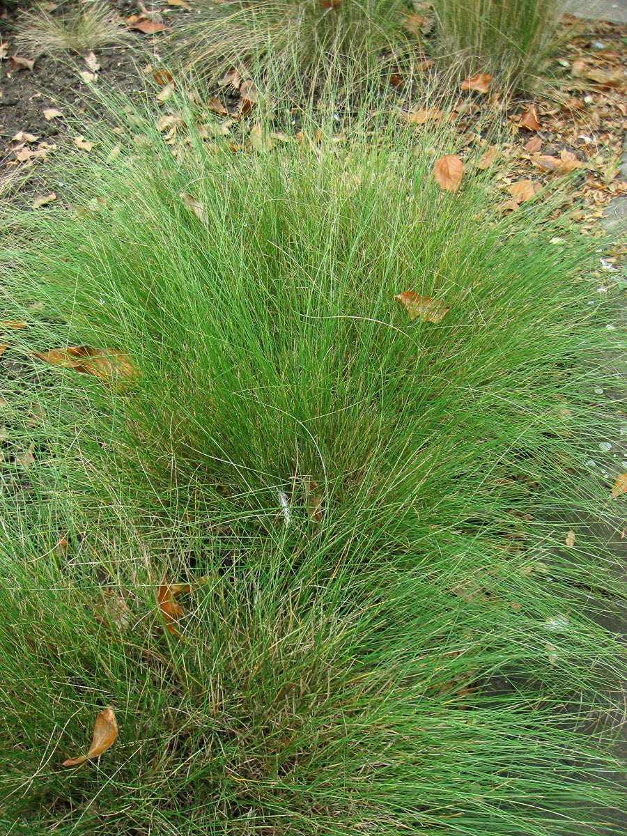 Walliser Schwingel (Festuca valesiaca) – Produktbild, heimische Wildpflanze, Stauden, naturnaher Garten