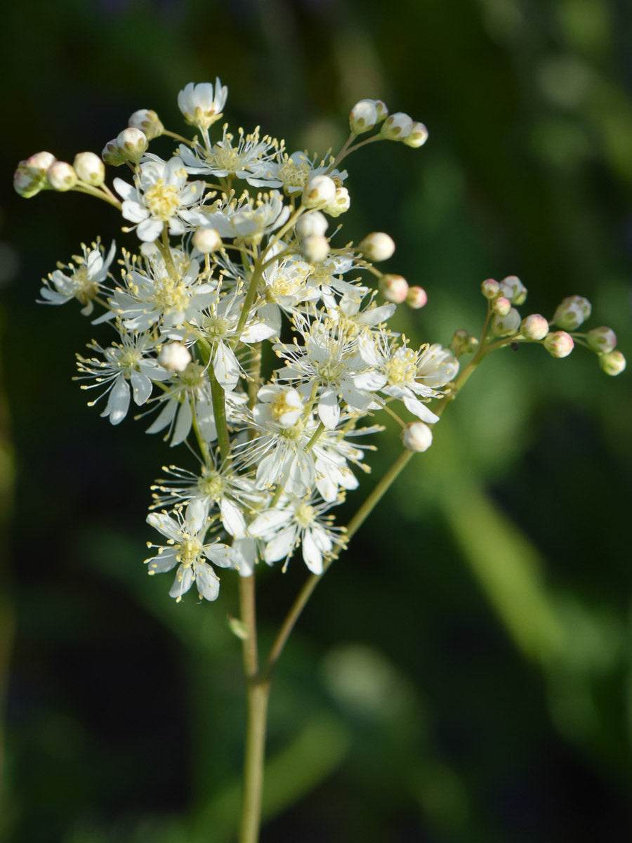 Kleines Mädesüß (Filipendula vulgaris) – Produktbild, heimische Wildpflanze, Stauden, naturnaher Garten