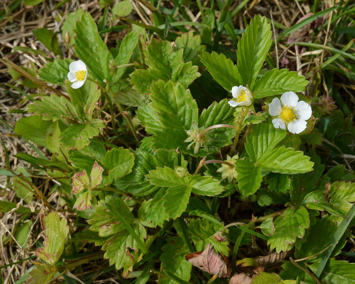 Wald-Erdbeere (Fragaria vesca) – Produktbild, heimische Wildpflanze, Stauden, naturnaher Garten