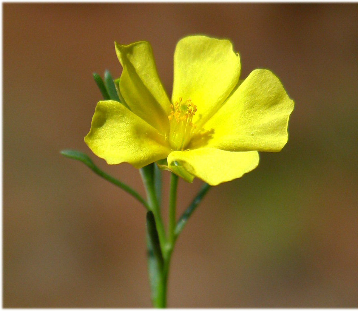 Gewöhnliche Nadelröschen (Fumana procumbens) – Produktbild, heimische Wildpflanze, Stauden, naturnaher Garten