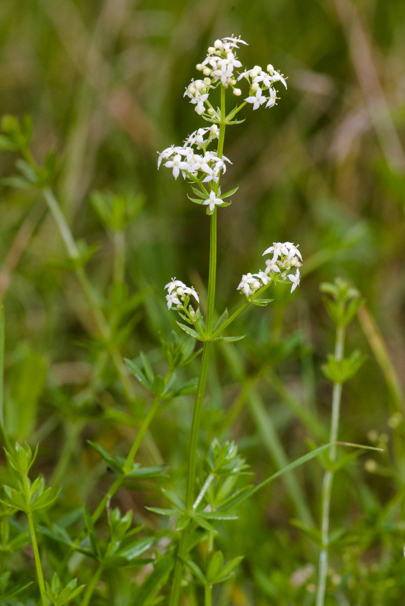 Wiesen-Labkraut (Galium mollugo) – Produktbild, heimische Wildpflanze, Stauden, naturnaher Garten